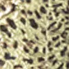 Foil Leopard Print Midi Skirt